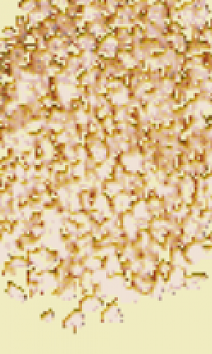 Grão vegetal para polimento preço Grão vegetal para polimento preço